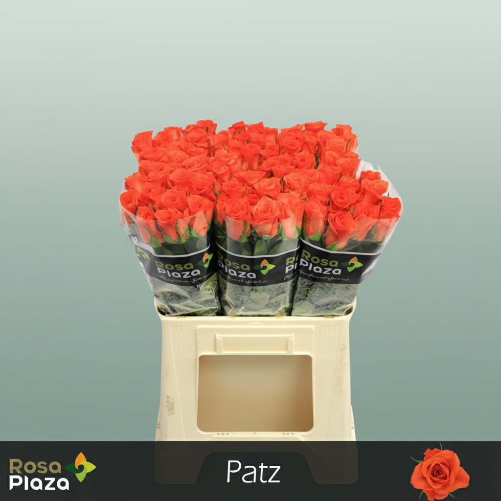 Rose - Rosa - Patz