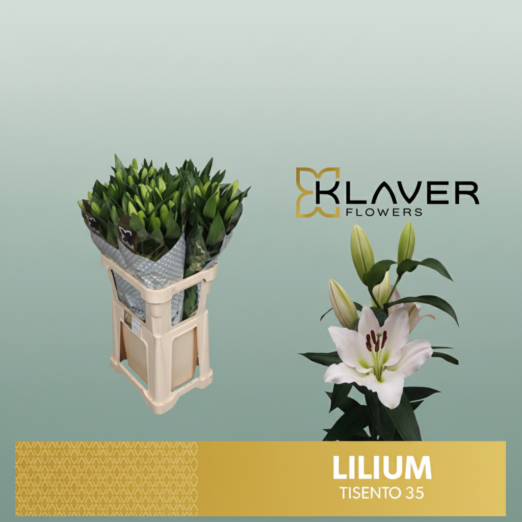 Lily - Lilium - Tisento