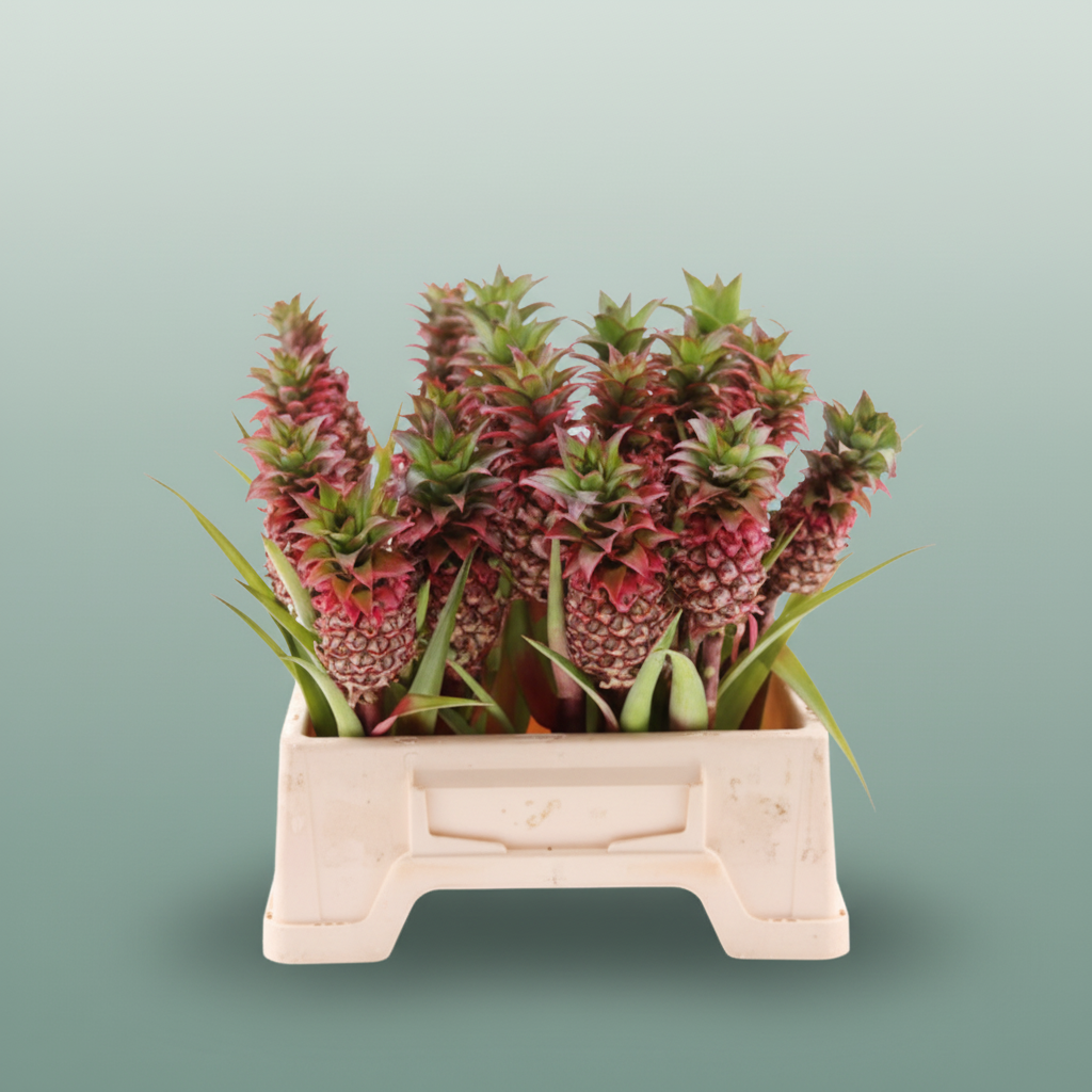 Peach Ananas Decorative Stems – 40cm