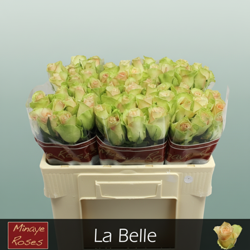 Rose - Rosa - Belle Rose
