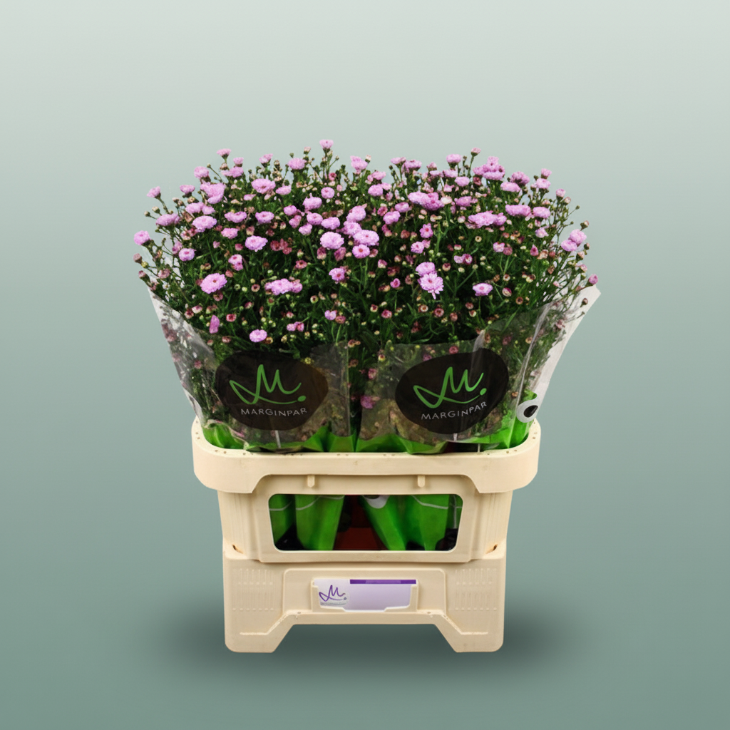 Double Purple Aster ‘Nachtvlinder Ivon’ – 80cm Stems