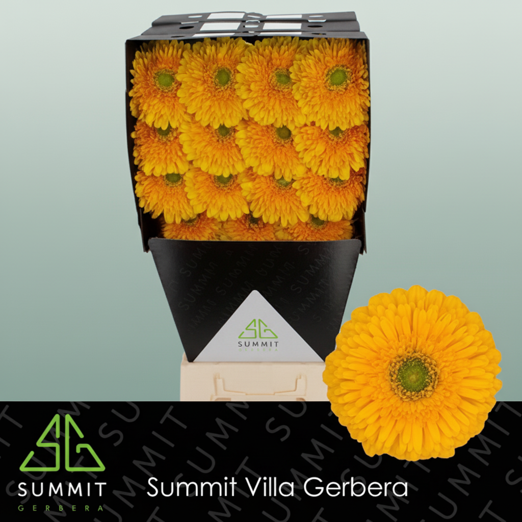 Gerbera Large Honey Ball