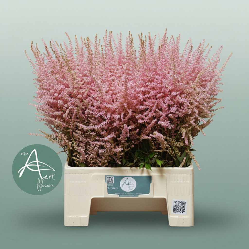 Pink Astilbe ‘Erika’ Cut Stems – 70cm