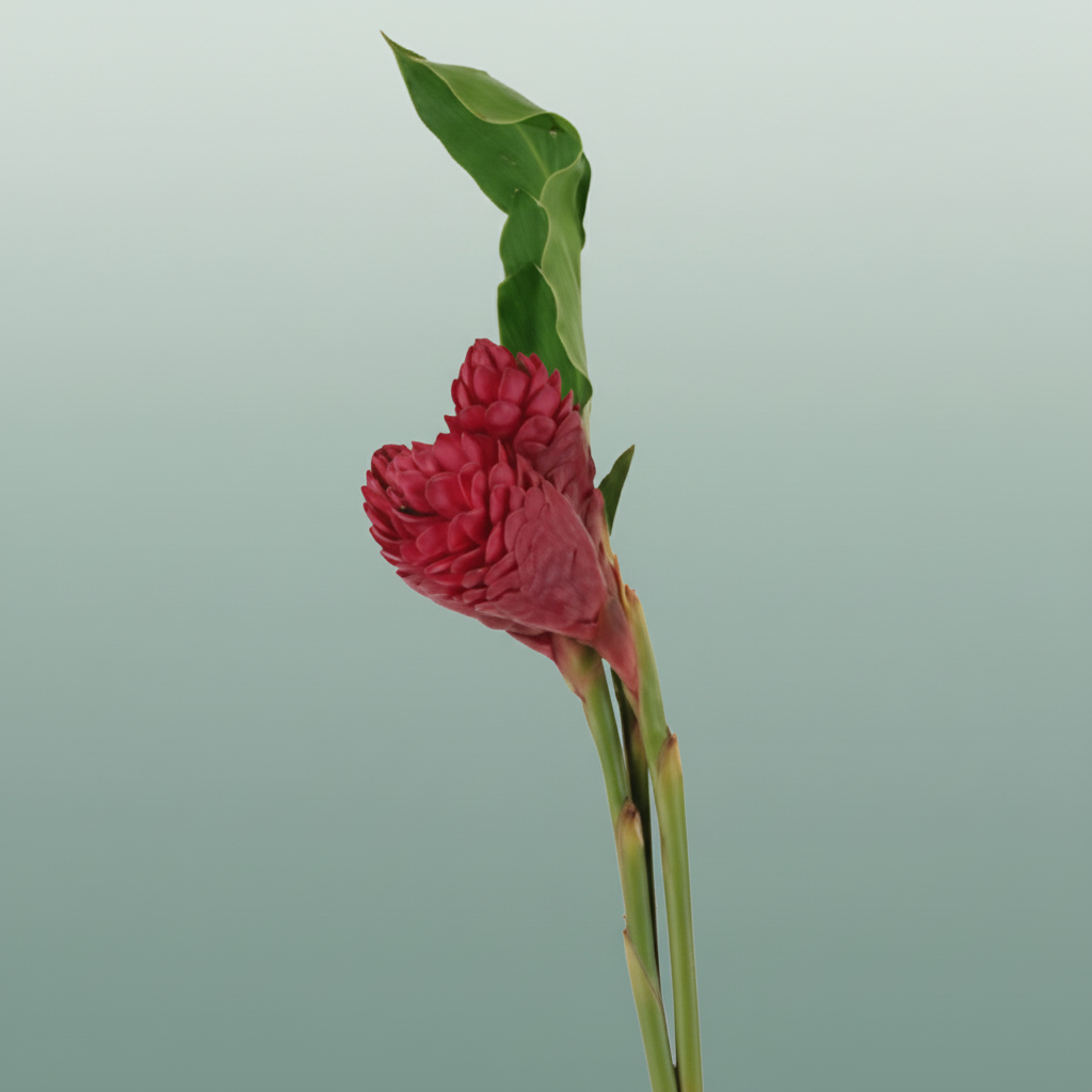 Alpinea Red King