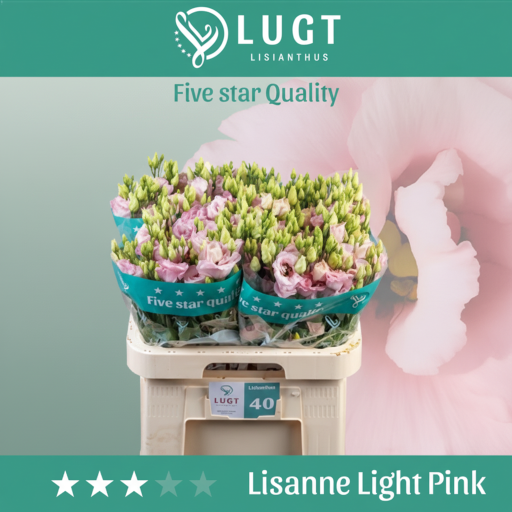 Light Pink Lisianthus ‘Aube’ – 70cm Stems