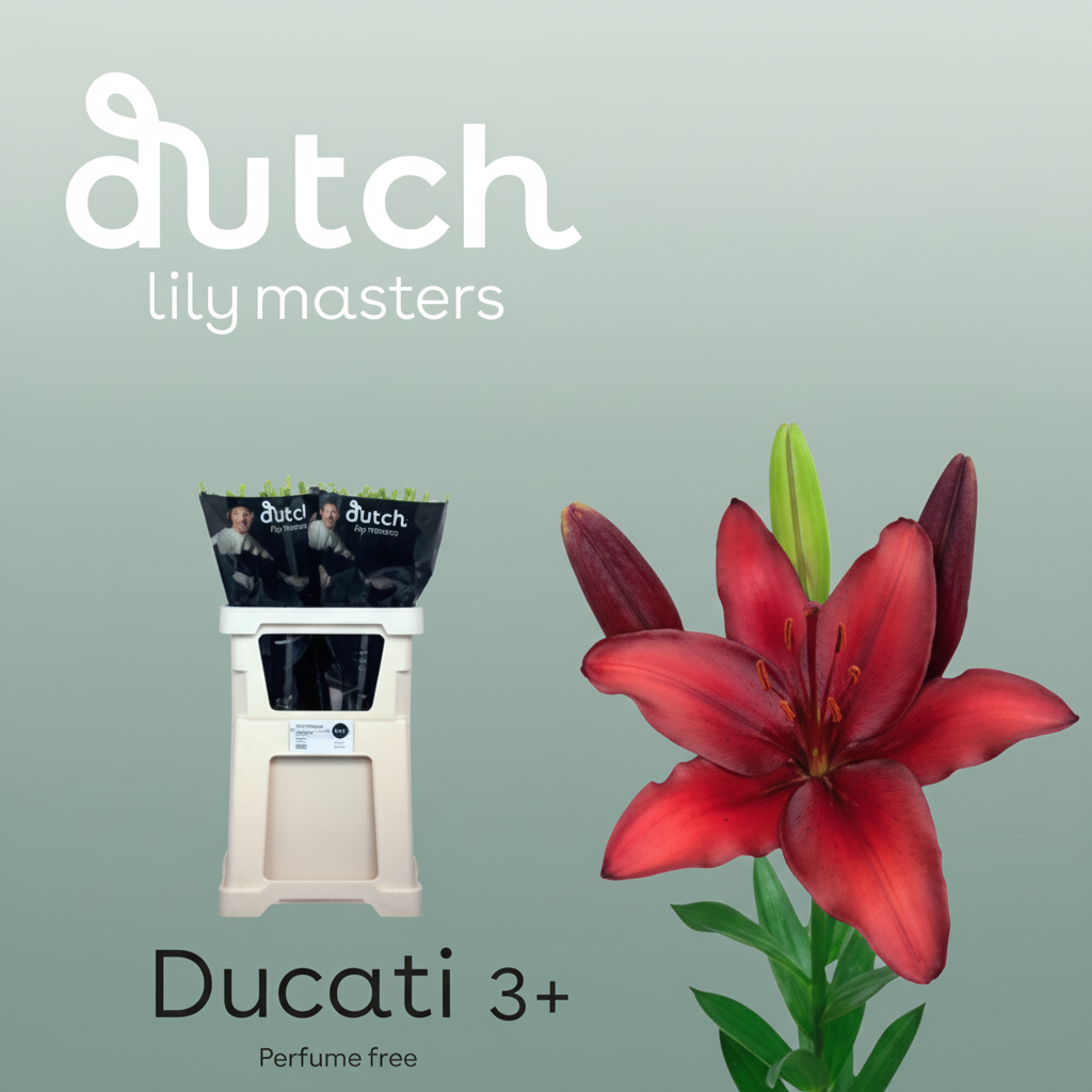 Lily - Lilium - Ducati