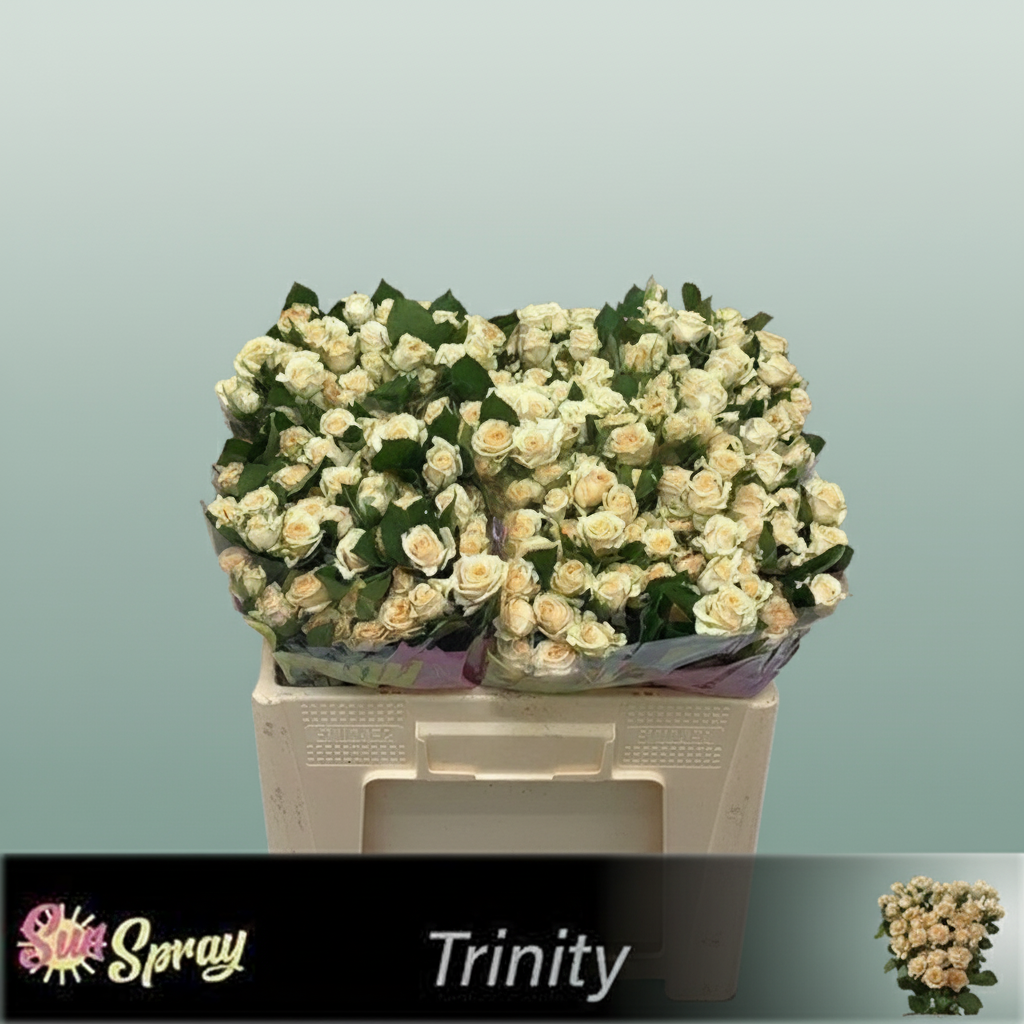 Spray Rose - Rosa - Trinity