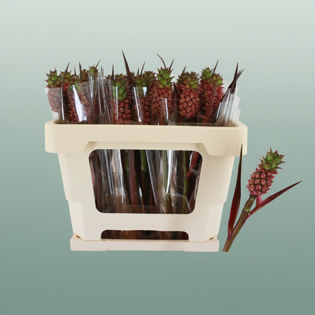 Pink Ananas Ornamental Stems – 50cm