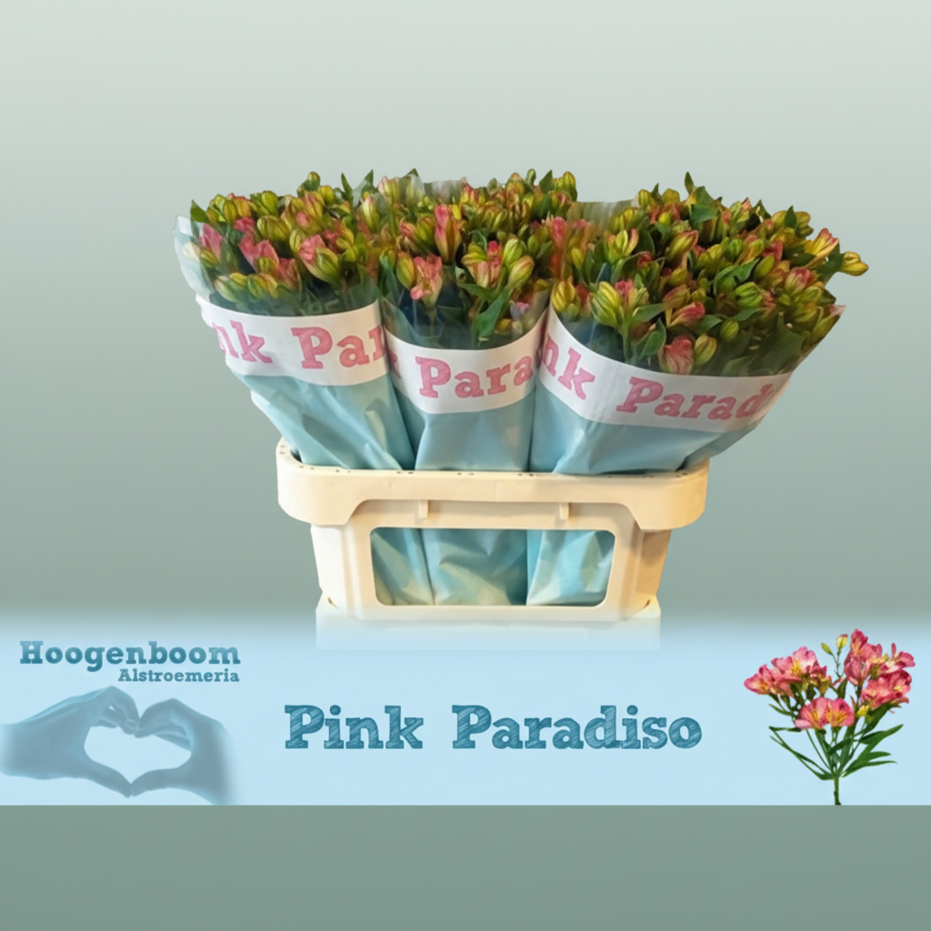 Alstroemeria Pink Paradiso