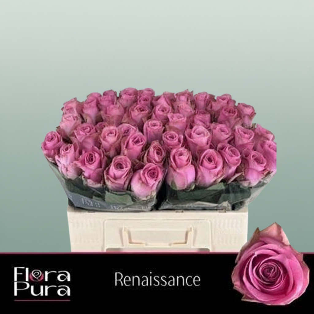 Rose - Rosa - Renaissance