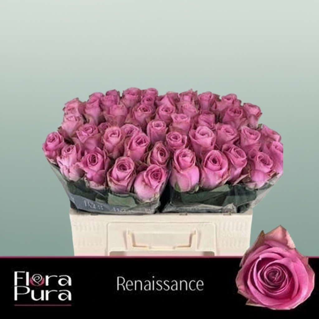 Rose - Rosa - Renaissance