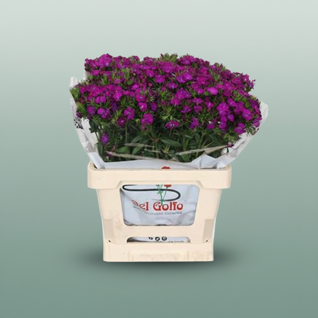 Sweet William ‘Amazon Neon Purple’ – 55cm Stems