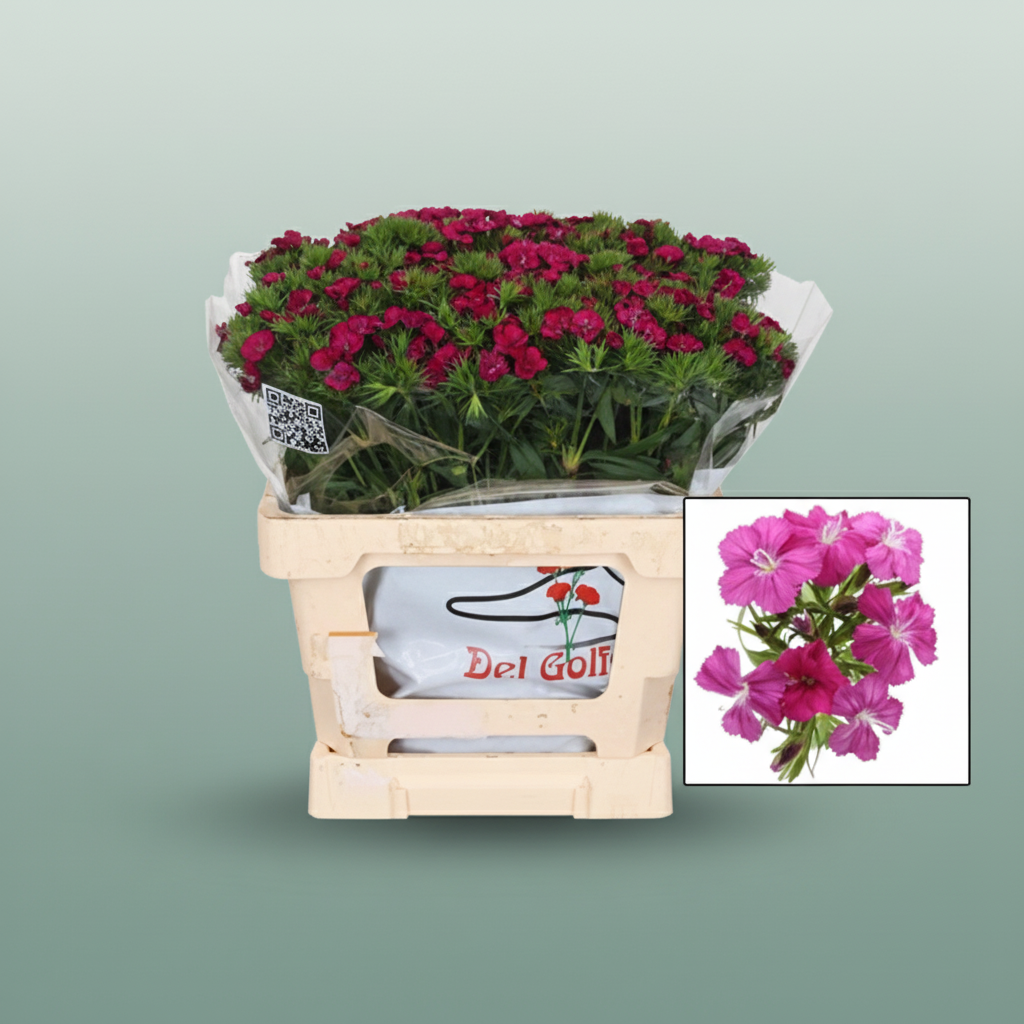 Sweet William ‘Amazon Neon Cherry’ – Red Cut Stems