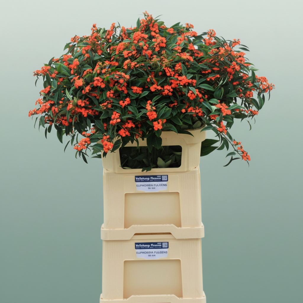 Euphorbia Sunstream