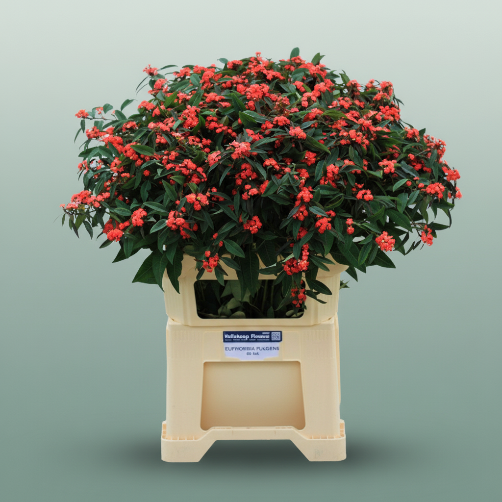 Euphorbia Marielle