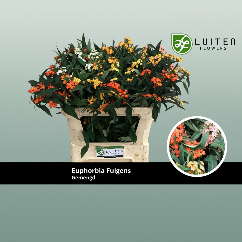 Euphorbia Mixed