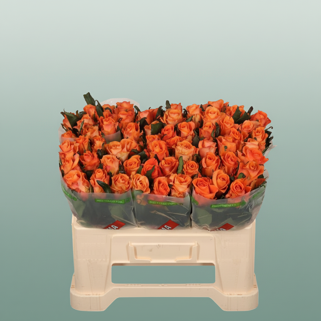 Rose - Rosa - On Fire