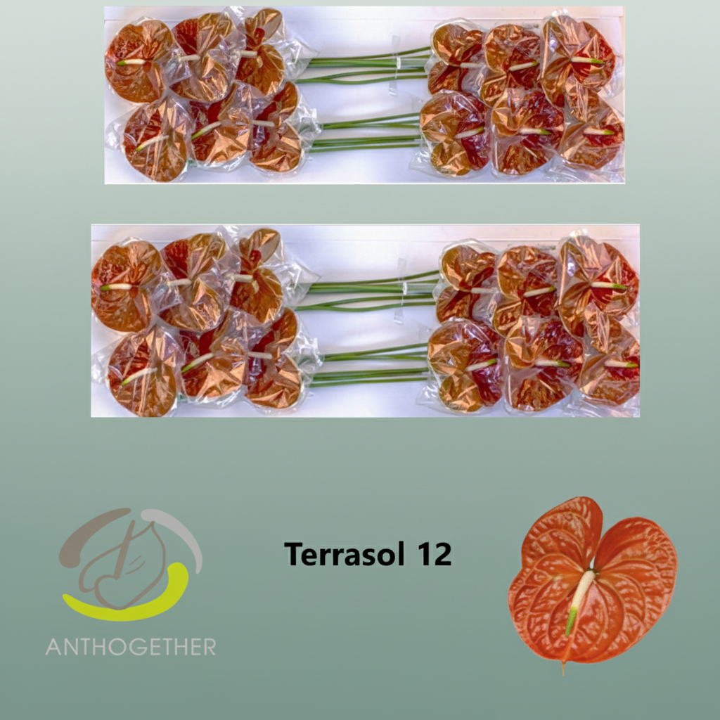 Anthurium Anthardi Brown Stems