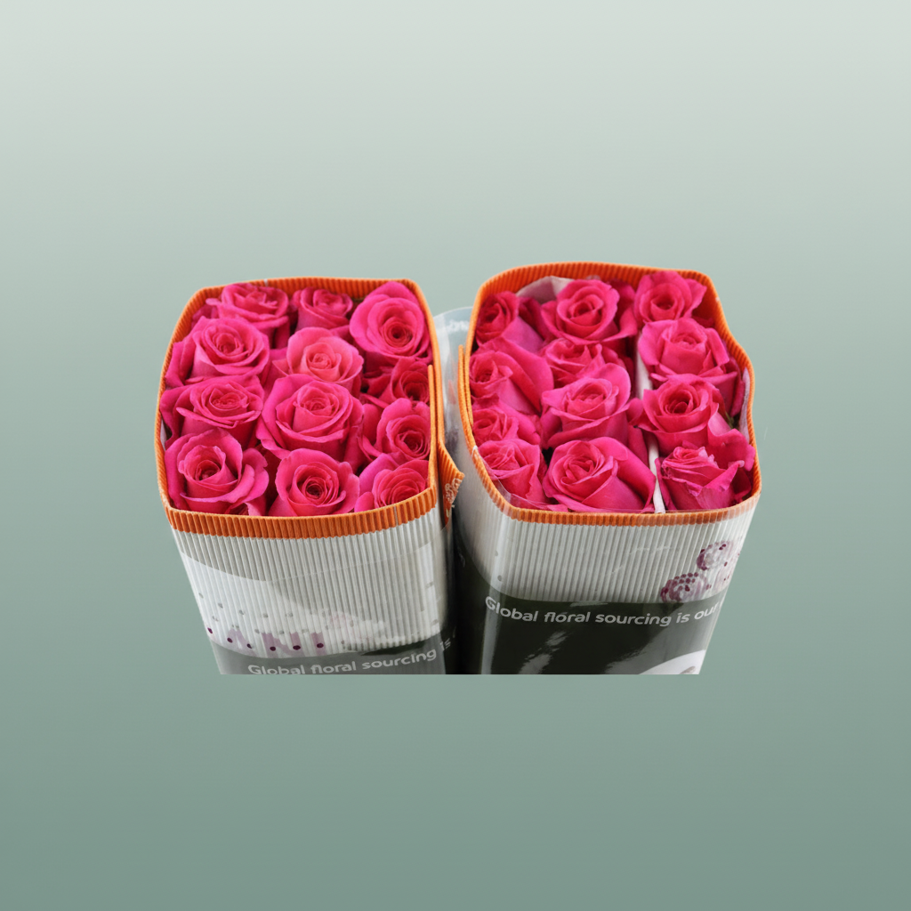 Rose - Rosa - Pink Floyd