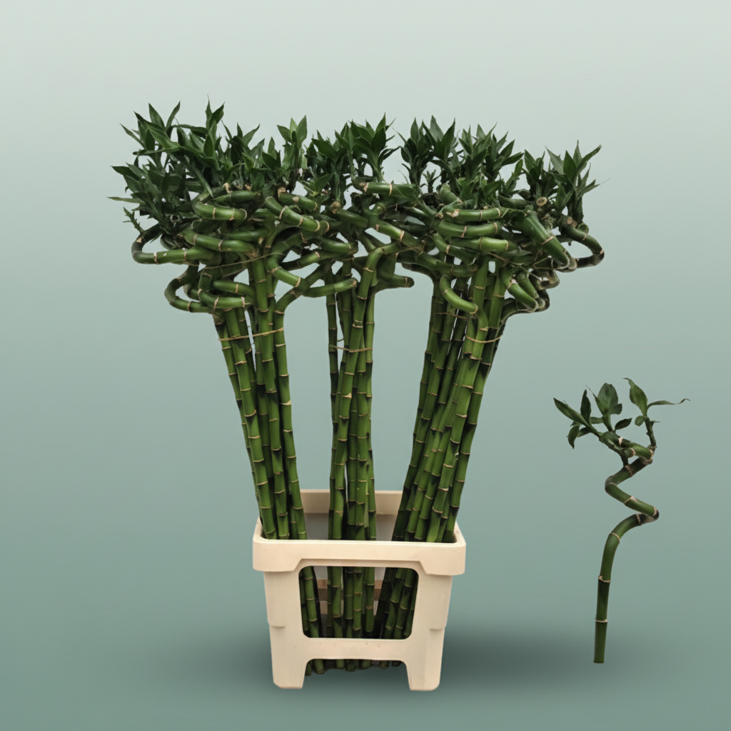 Lucky Bamboo - Dracaena - Lucky Bamboo