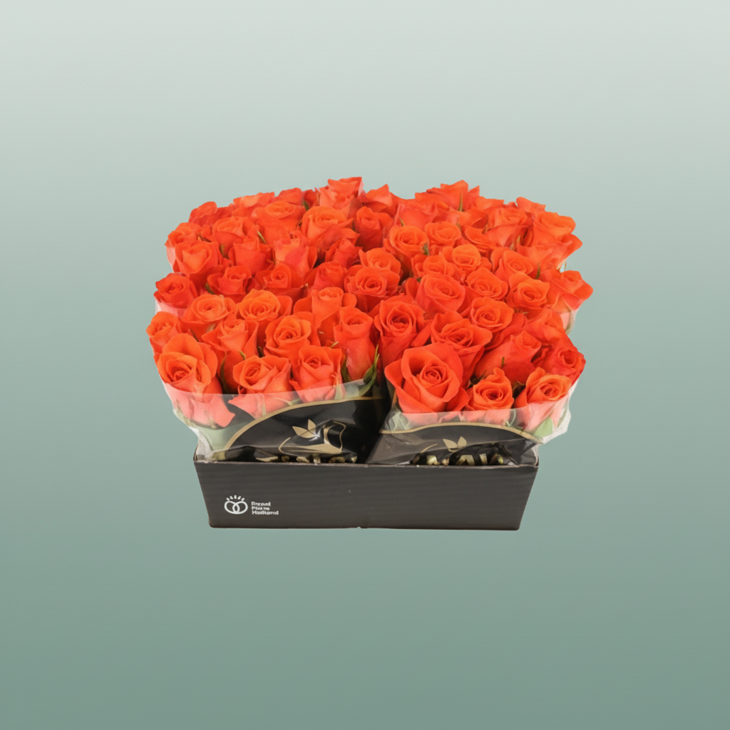 Rose - Rosa - Patz