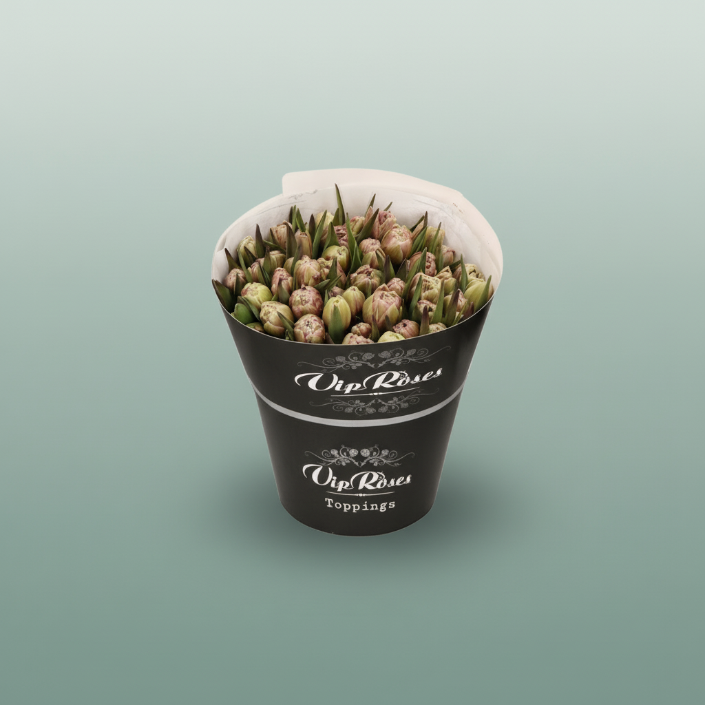 Tulip - Tulipa - Brownies