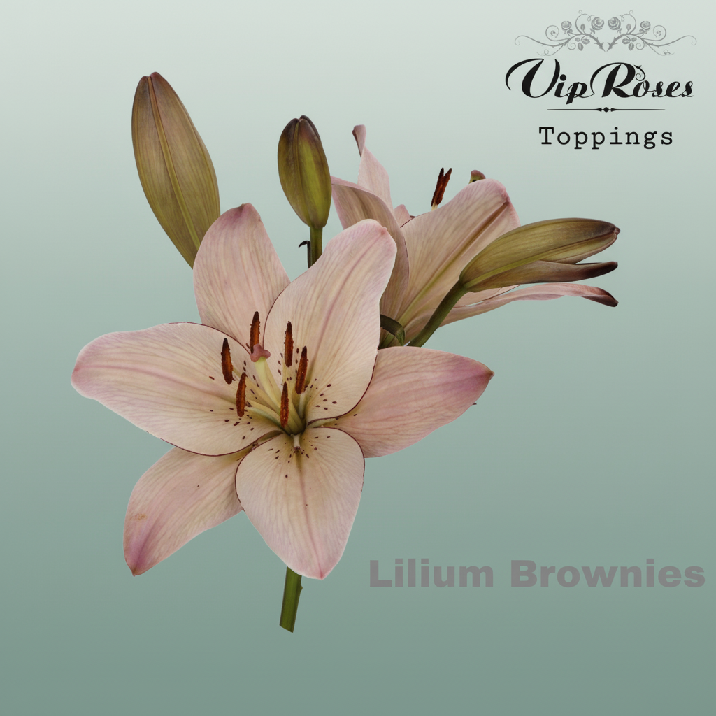 Lily Brownies Dyed