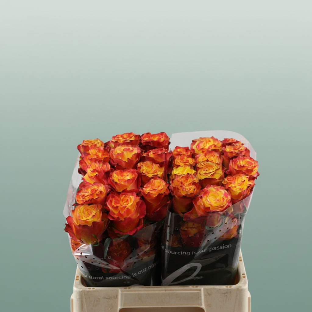 Rose Newsflash
