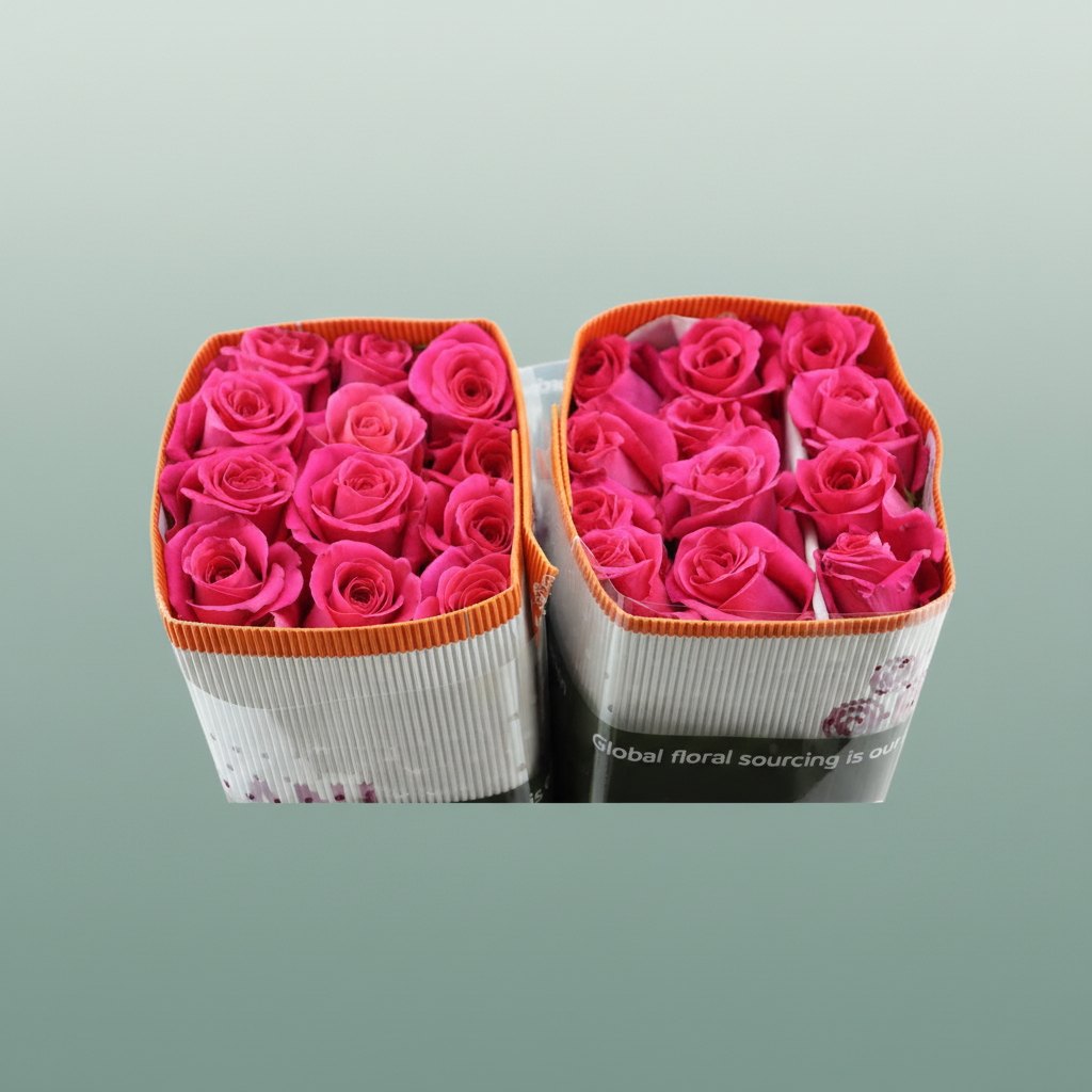 Rose - Rosa - Pink Floyd