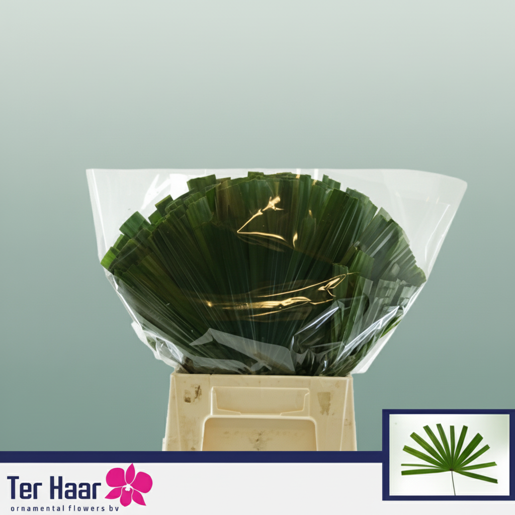Chamaerops Foliage - Plastic
