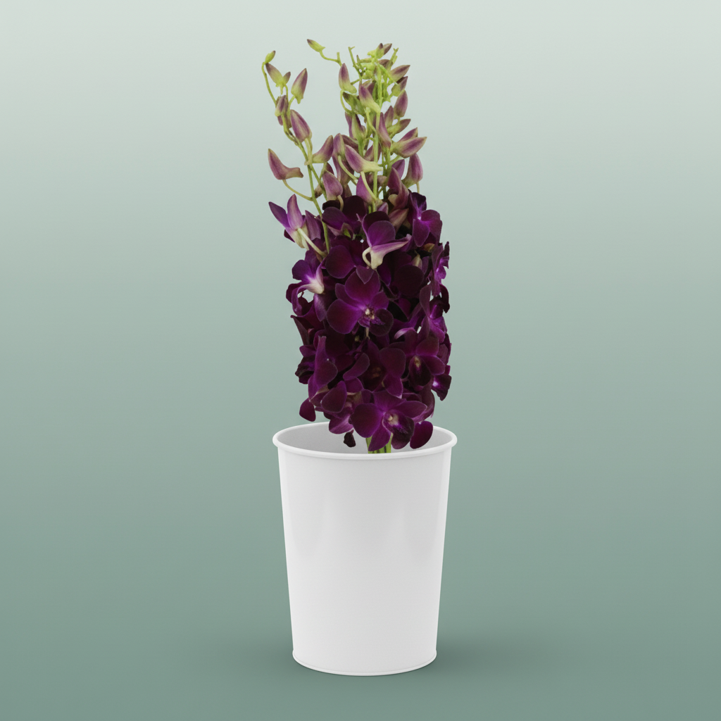 Orchid Dendro Red Bule