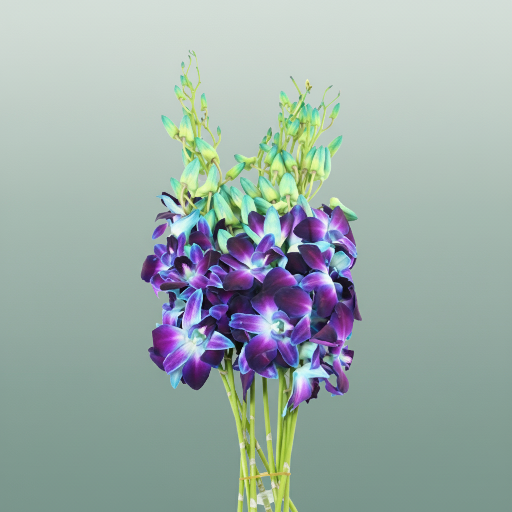 Blue Dendrobium Orchid – 50cm Stems