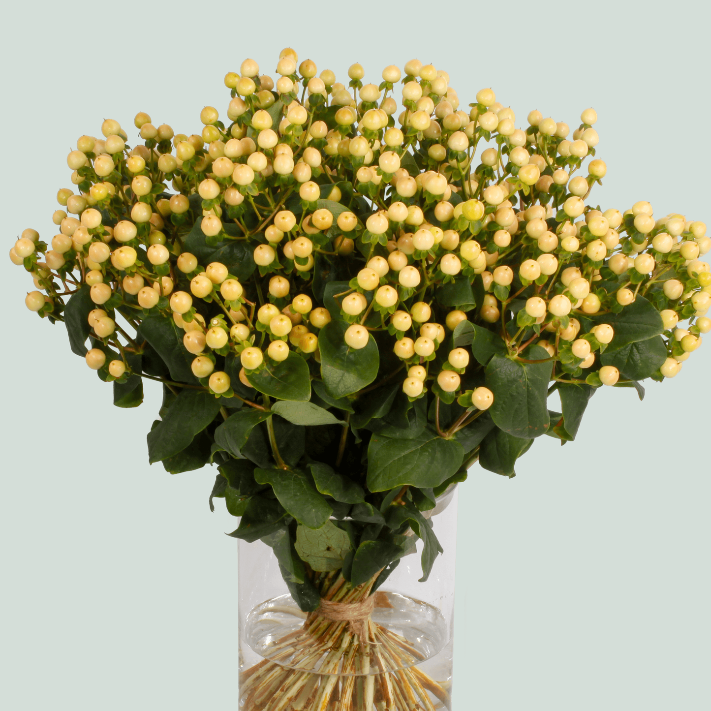 Hypericum Coco Gelato (30 Stems)