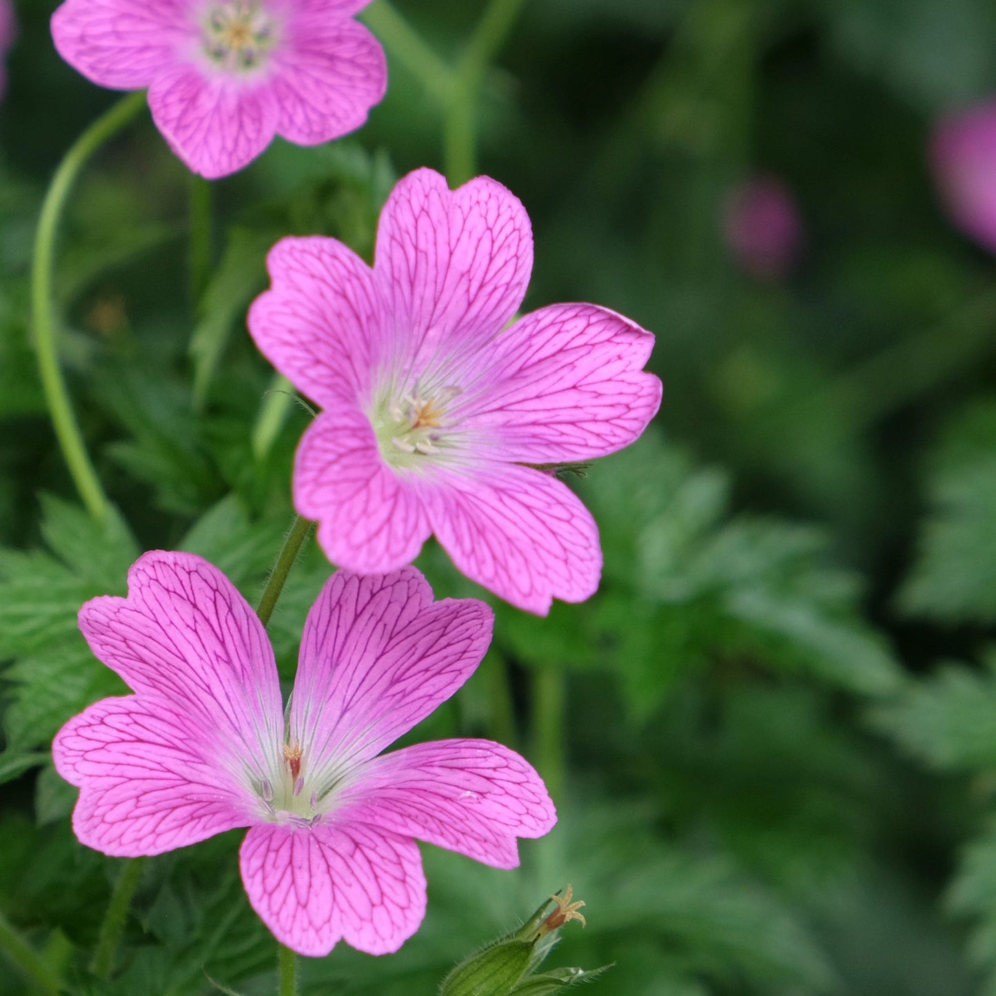 Geranium endressi 'Wargrave Pink€™ 9cm