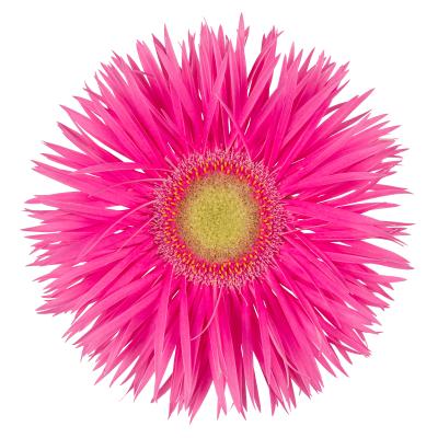 Gerbera Annet (15 Stems)