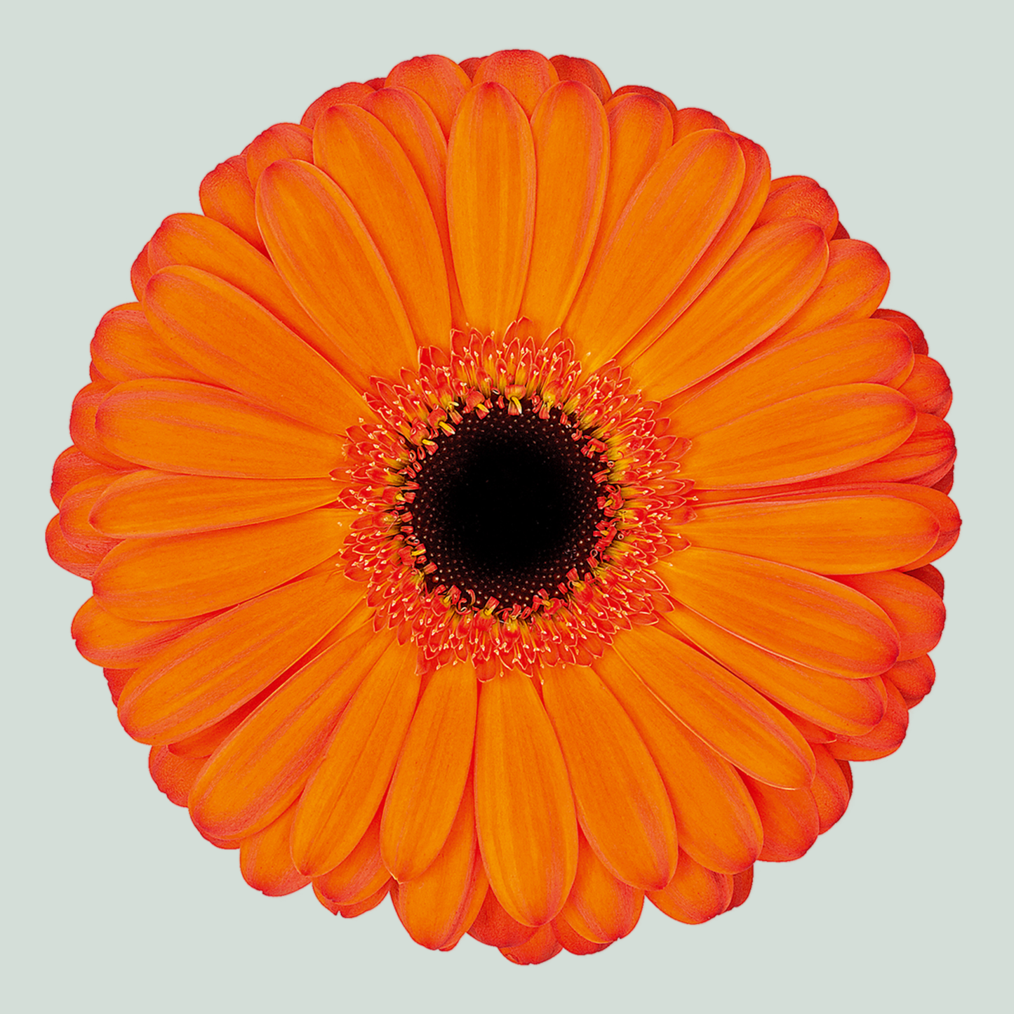 Gerbera - Gerbera - Applause