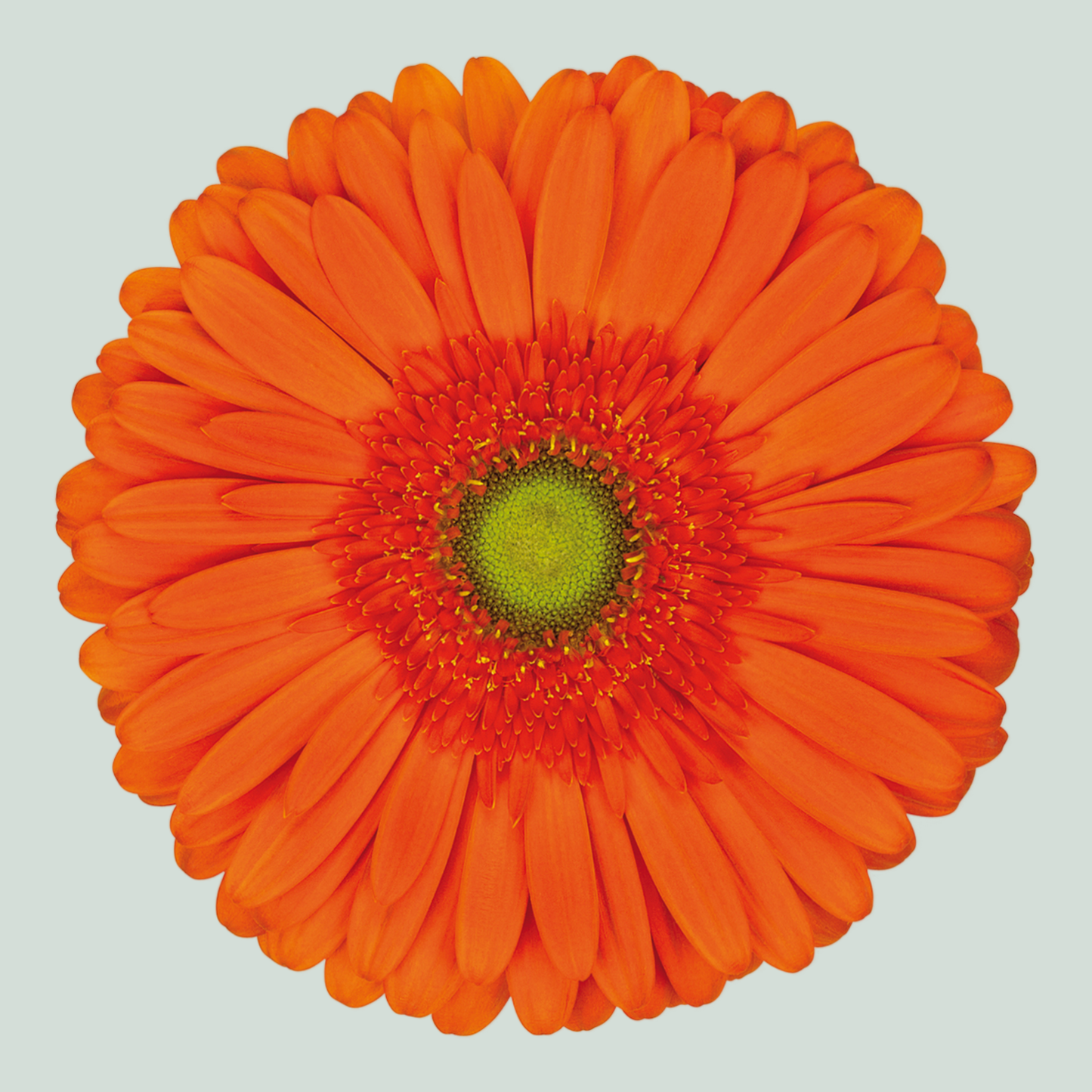 Gerbera Atlanta (15 Stems)
