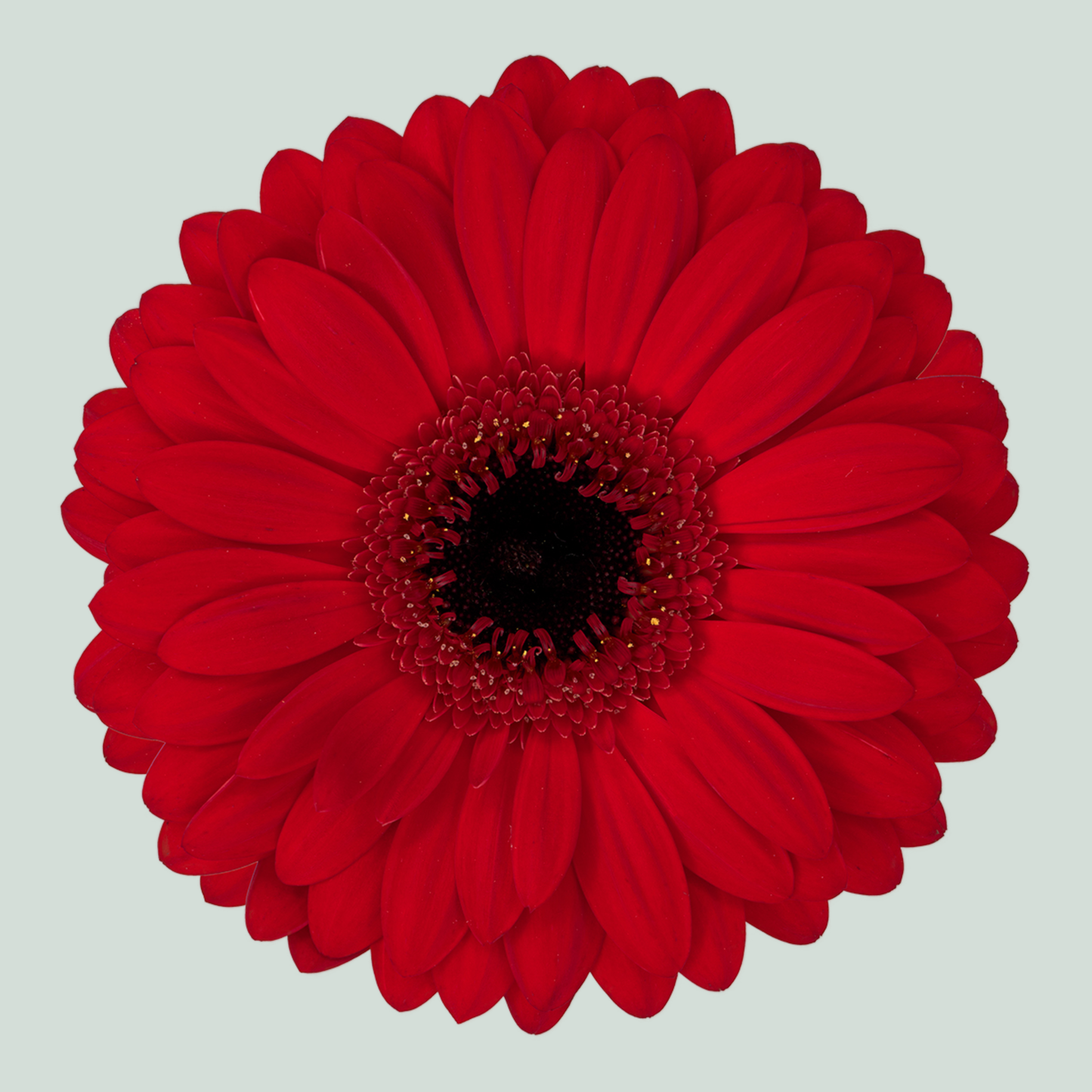Gerbera Beauty (15 Stems)