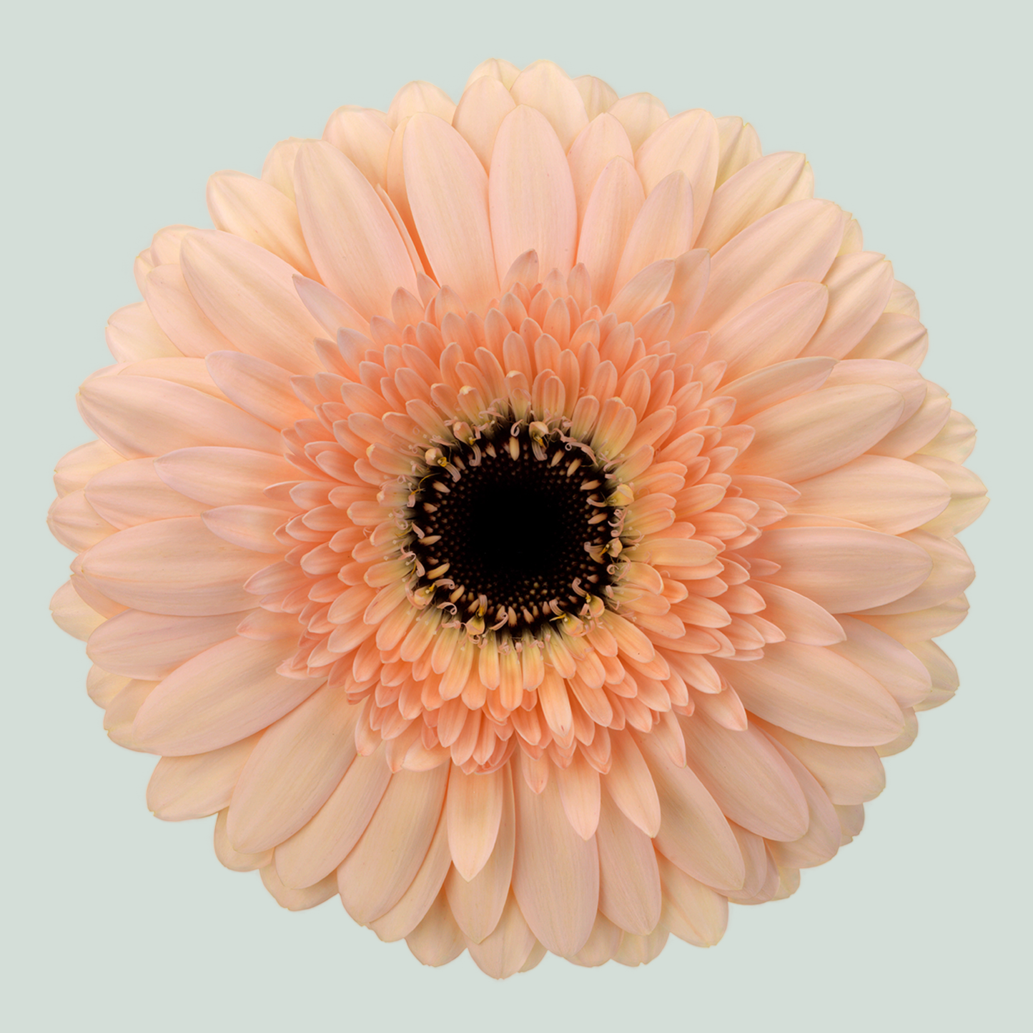 Gerbera - Cafe del Mar
