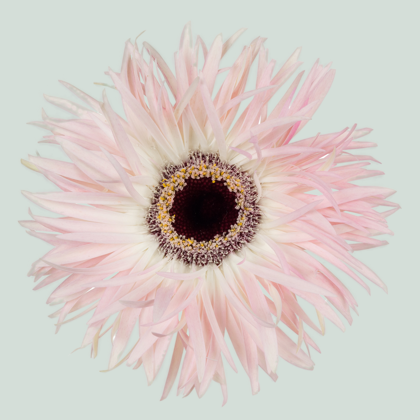 Gerbera Cupido (15 Stems)