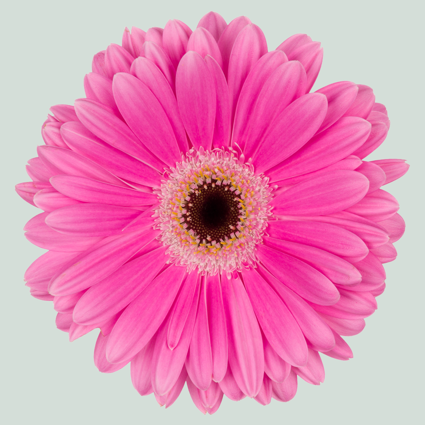 Gerbera - Gerbera - Dreamer