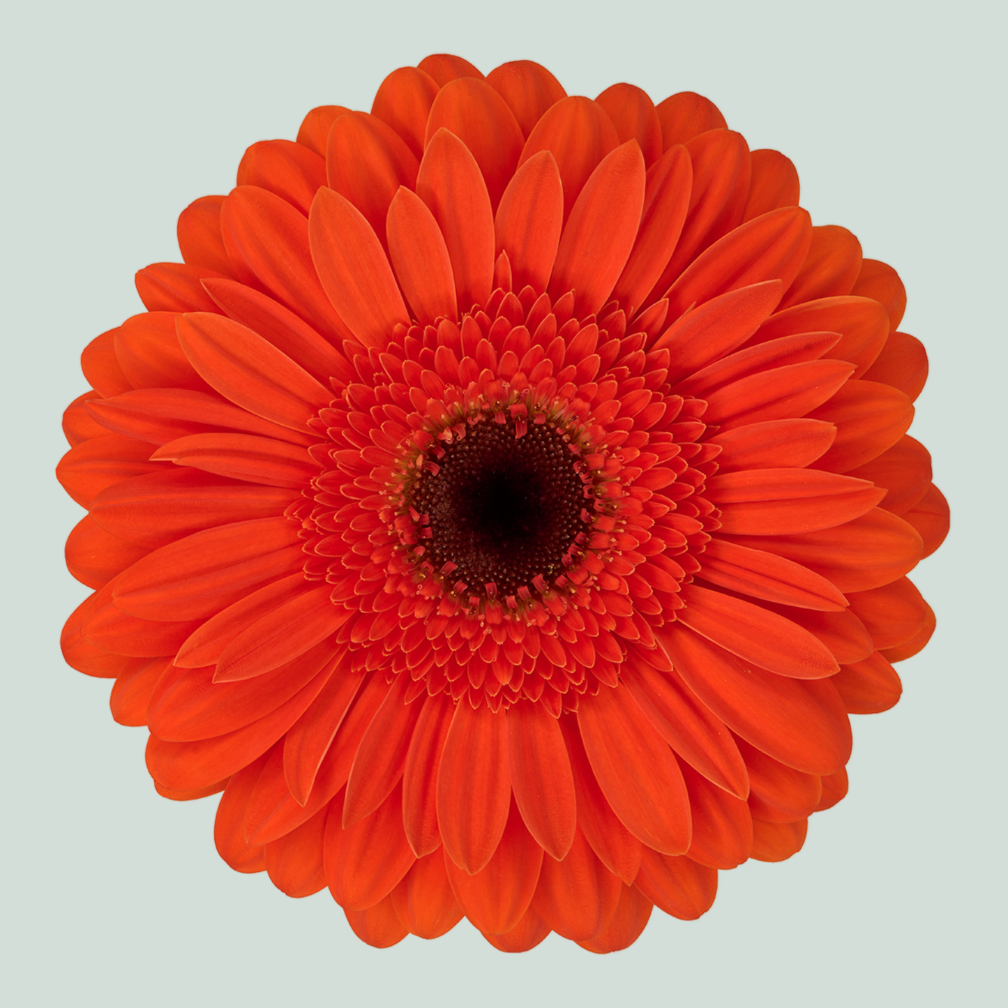 Gerbera Durango (15 Stems)