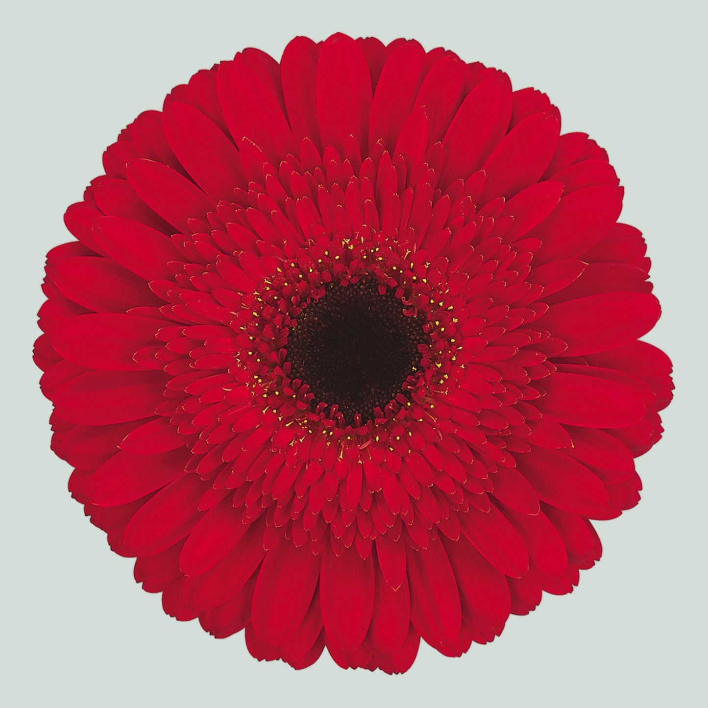 Gerbera Dynamic (15 Stems)
