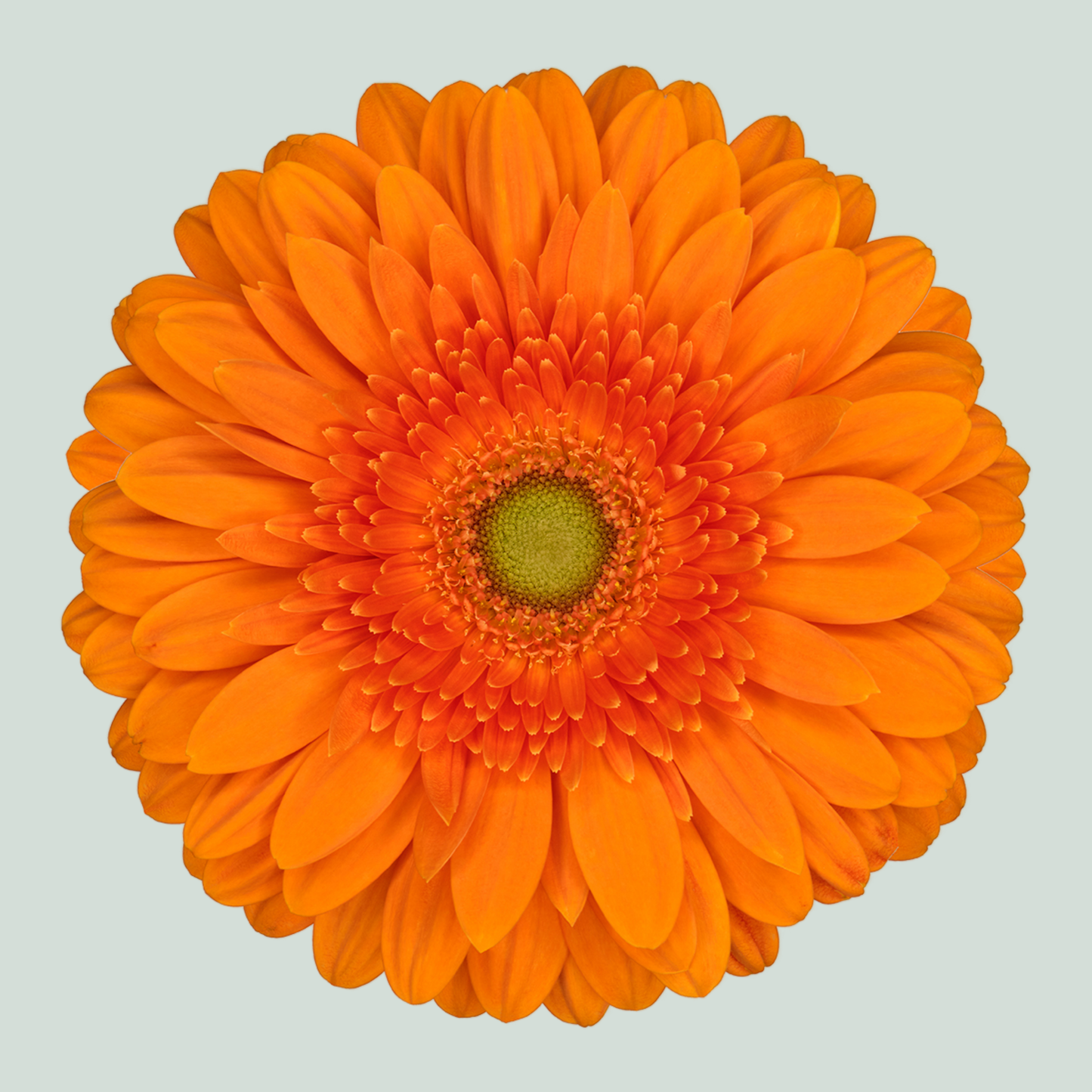 Gerbera - Gerbera - Eureka