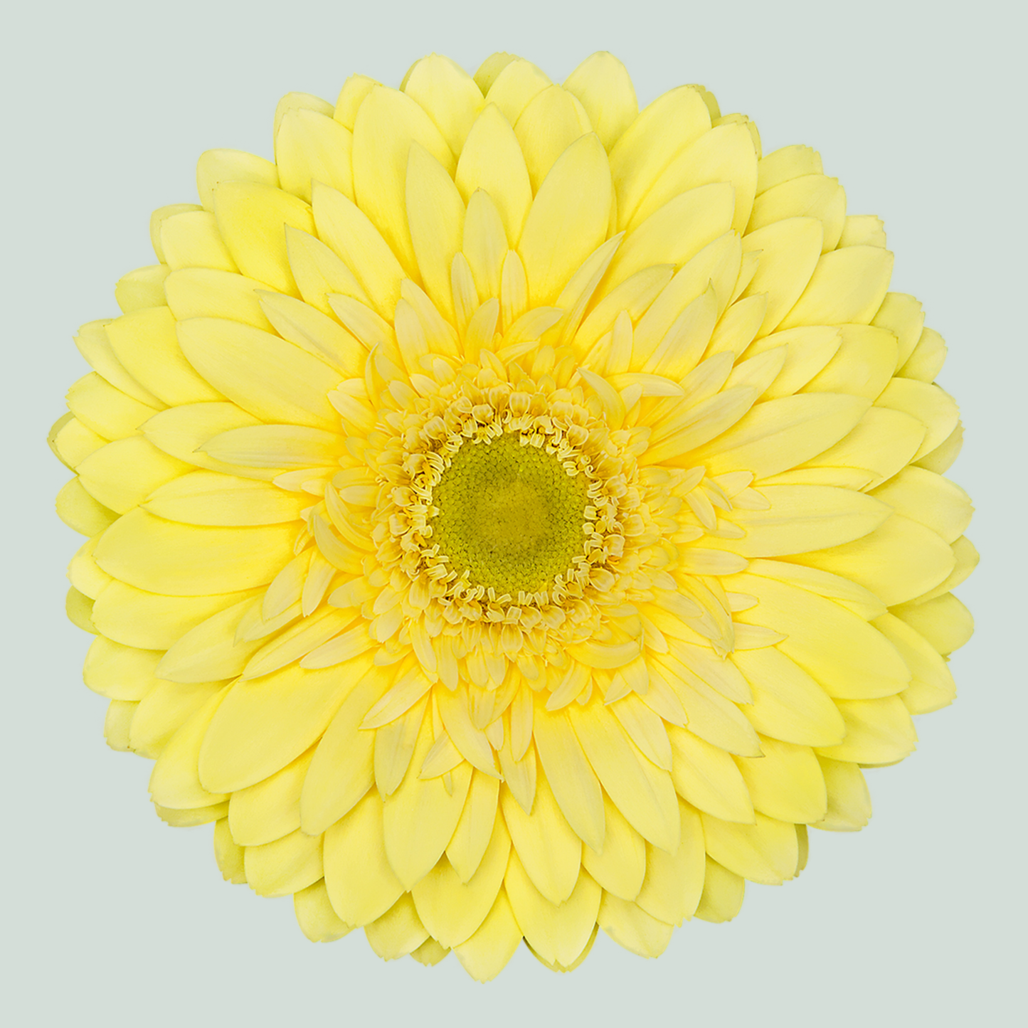 Gerbera - Gerbera - Full Moon
