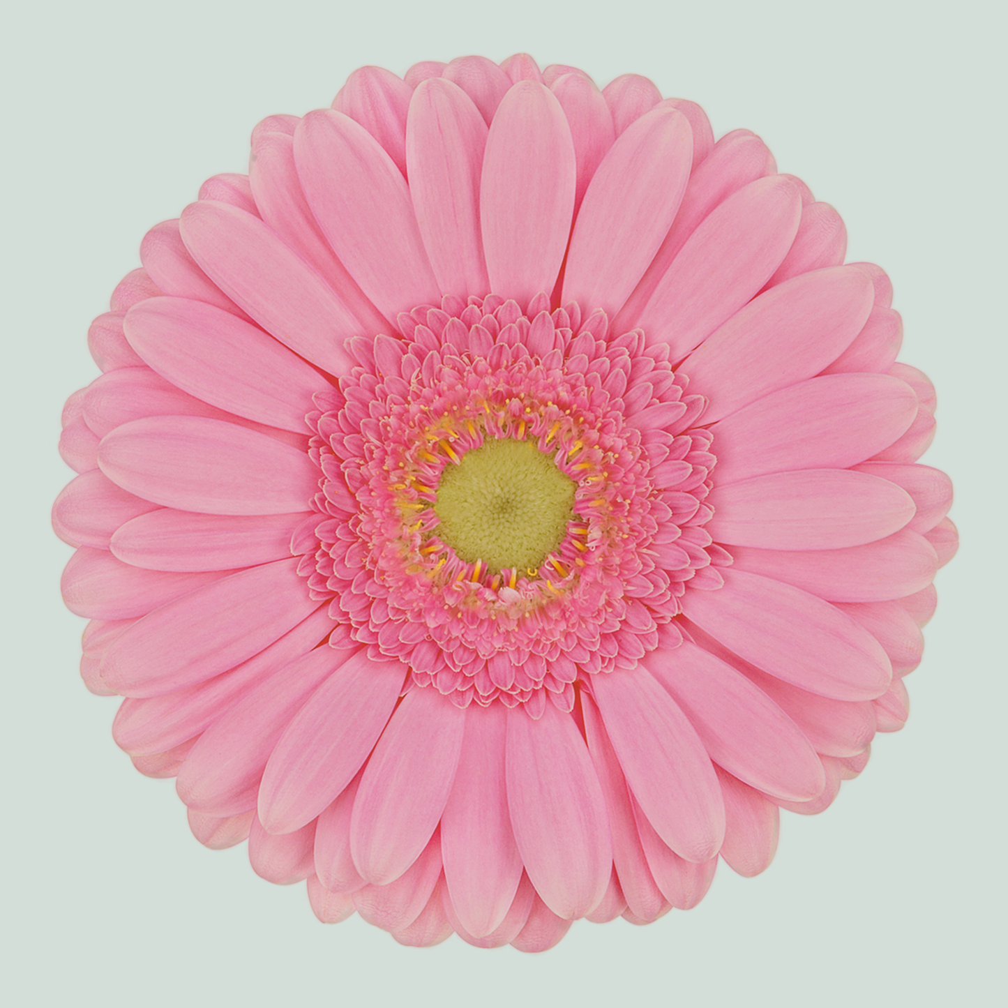 Gerbera - Gerbera - Glossy