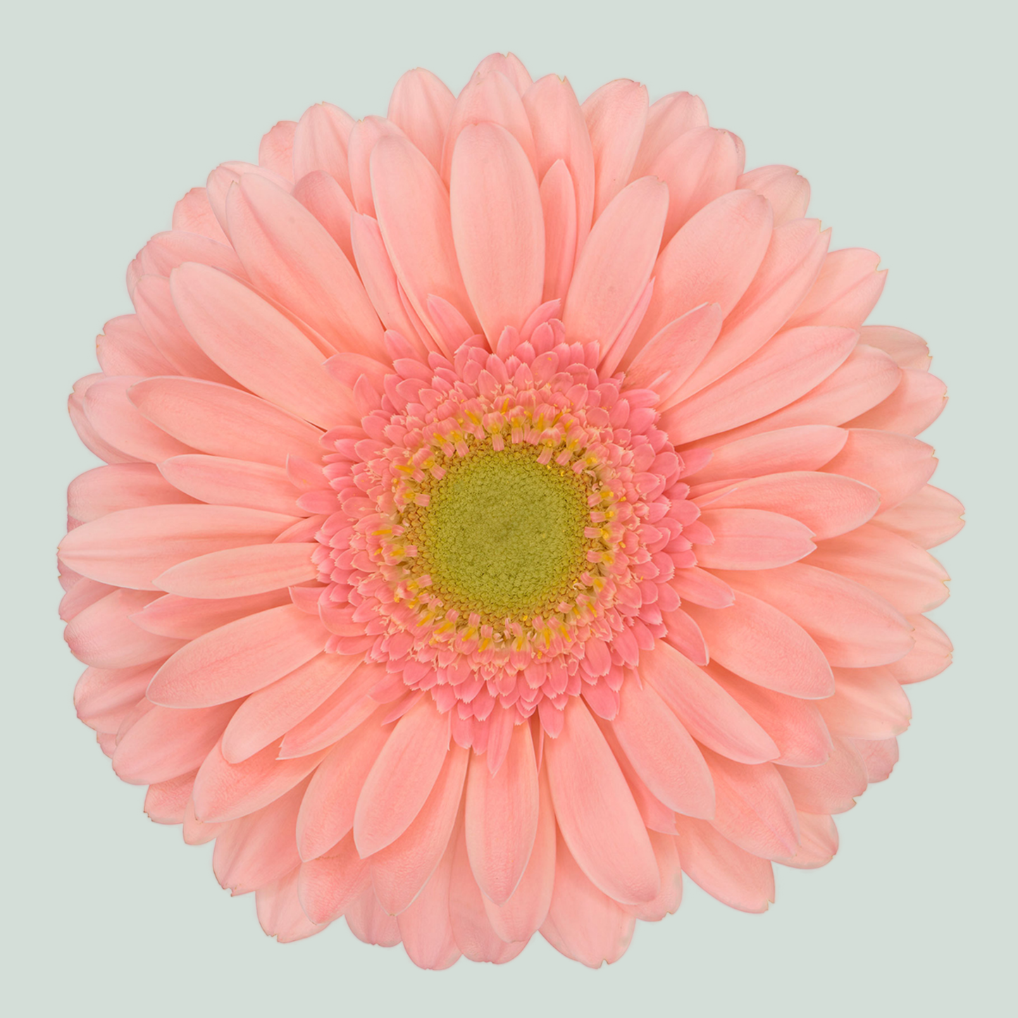 Gerbera Kiara (15 Stems)
