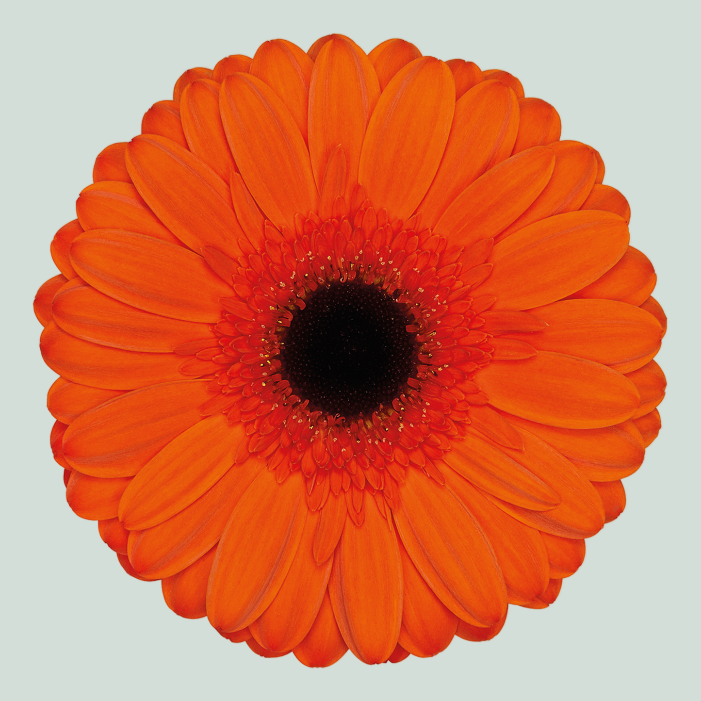 Gerbera Prestige (15 Stems)
