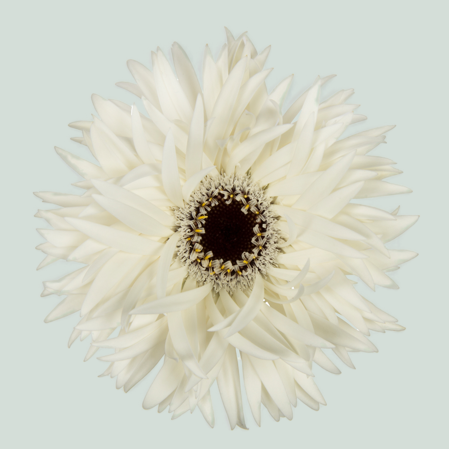 Gerbera Garden Ghost (15 Stems)