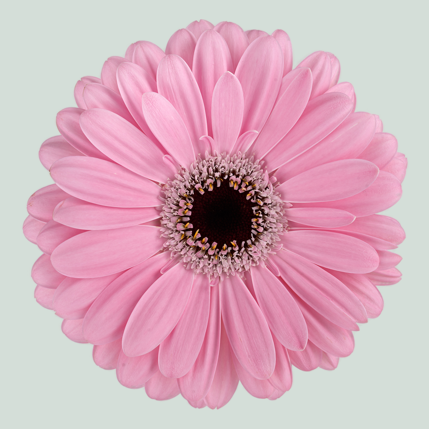 Gerbera Alison (15 Stems)